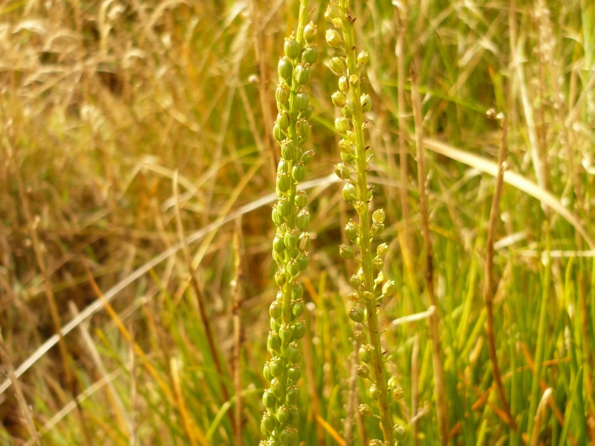 Triglochin maritima (Juncaginaceae)